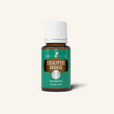 Eucalyptus radiata deals young living